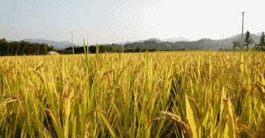 秋风起，秋意浓，愿秋色安暖，岁月无恙