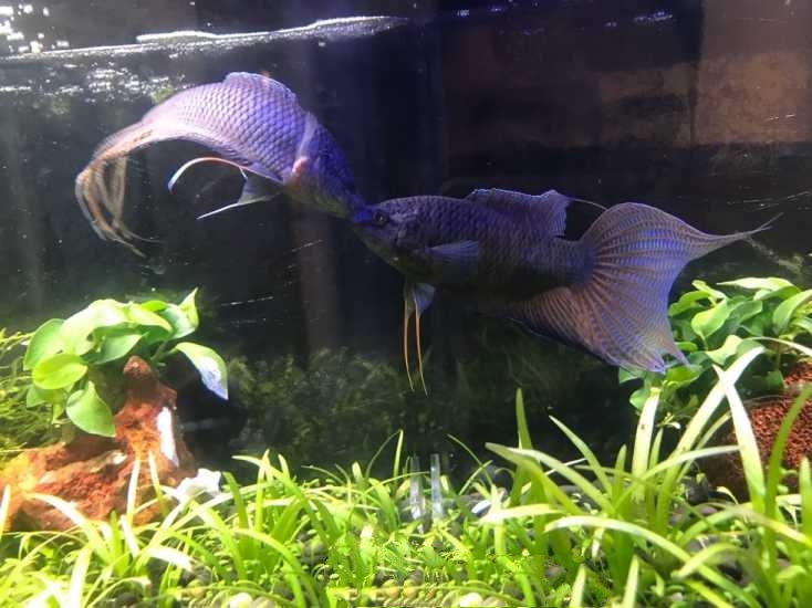 中国斗鱼有几种原生颜色,有三条黑线的泰国原生斗鱼