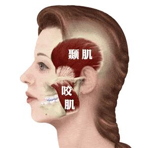 为什么脸会一边大点一边小点,为什么脸会一边大一点