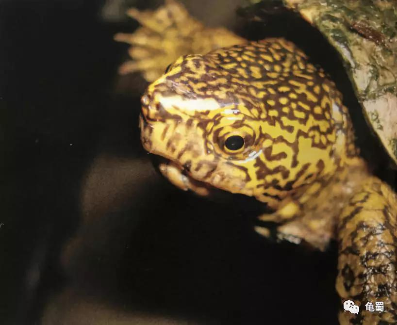 新蛋龟,蛋龟之王蛋龟