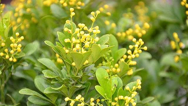 米兰花怎么养才开的茂密,米兰花怎么养才开得好