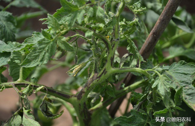 番茄最严重的病,番茄歪头病怎么防治