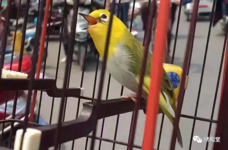 暗绿绣眼鸟属于保护动物吗,南方暗绿绣眼鸟哪种好