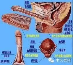 前列腺是人体的哪个部位,前列腺是谁