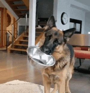 德国牧羊犬的六大可怕之处,德国牧羊犬优点和缺点