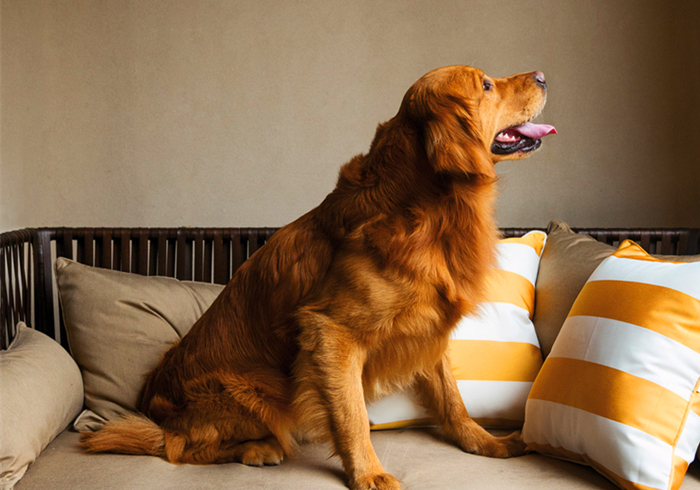 爱犬得了不治之症怎么办,小狗患有糖尿病是否可治愈