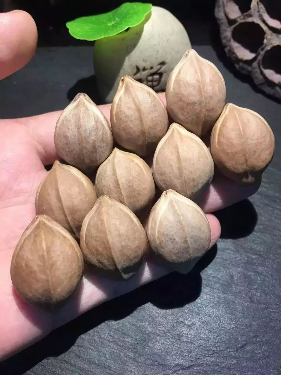 橄榄核雕盘玩怎么不开裂,十年的橄榄核雕还有开裂的吗