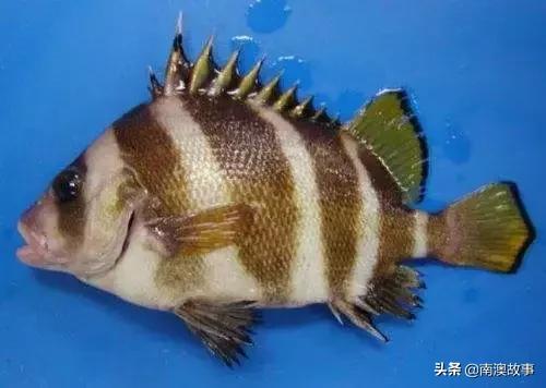 南澳渔民出海最常见的50种海鱼，都吃过，你就能退休了！