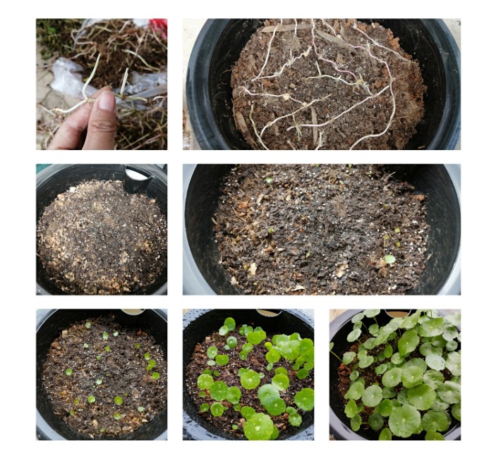 盆栽无花果夏天可以给它换盆吗,夏天买的金枝玉叶什么季节换盆