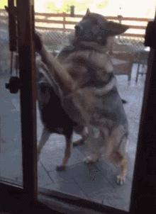 搞笑动图gif微信表情包2019,搞笑动图笑得肚子痛