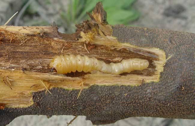 三月防护,三月预防疾病提醒