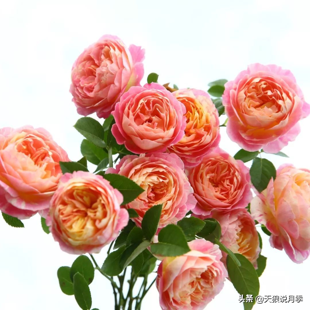 4月最浪漫的一次花开，是171个低价月季小苗带来的巅峰时刻！