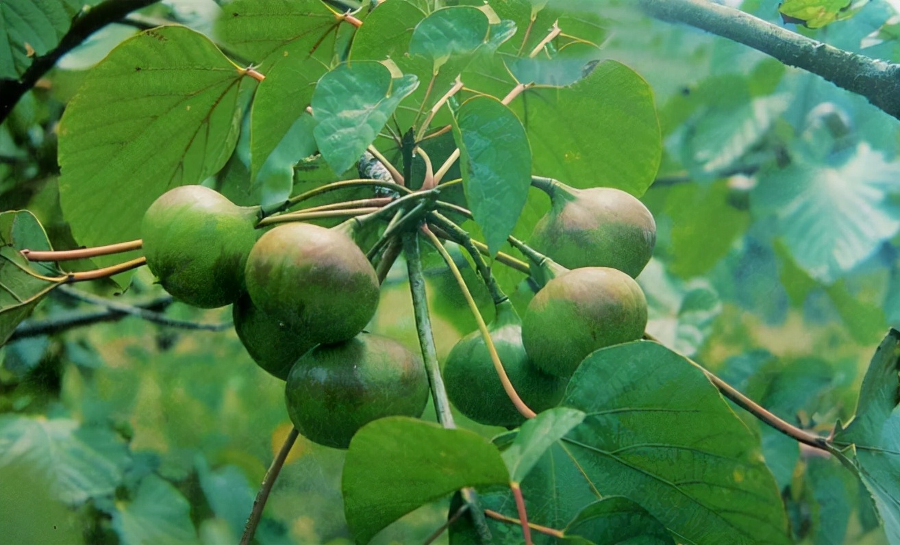 100种最毒的毒花,20种有毒的大毒花