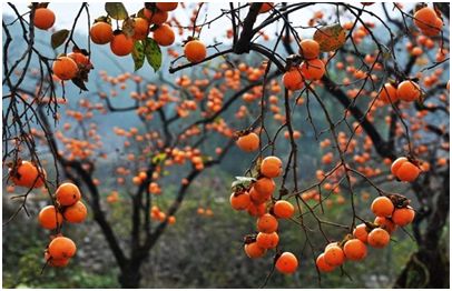 室外农业养殖创业项目,2020种养创业好项目