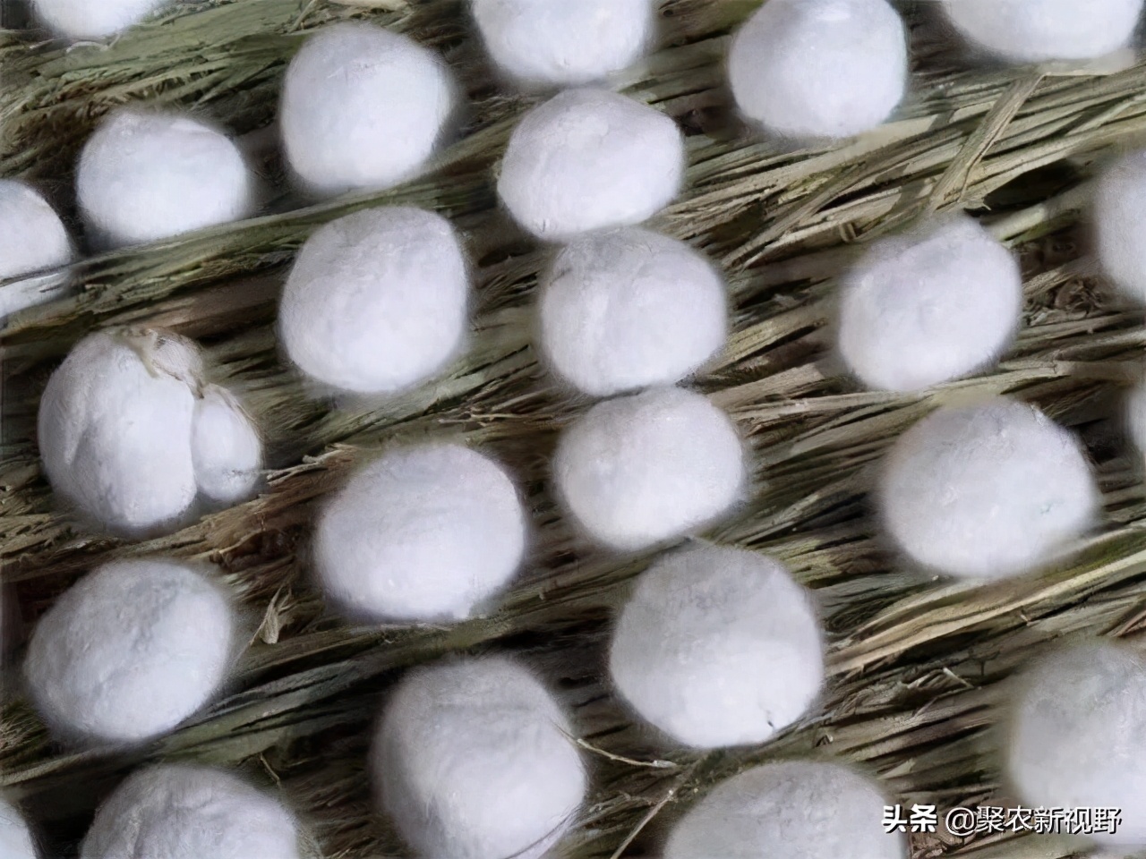 辣蓼草酒曲可以做豆豉吗,冬天采摘的辣蓼草可以做酒曲吗