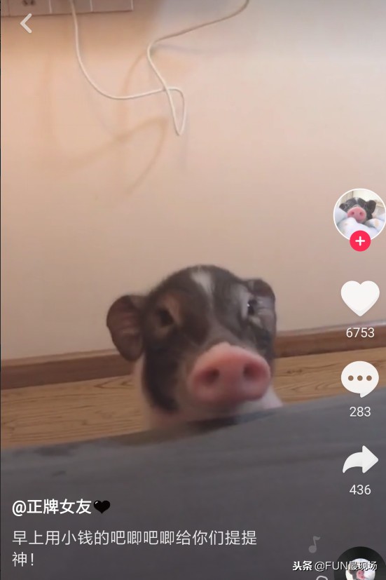 井柏然抖音小猪,井柏然给白敬亭送小猪佩奇