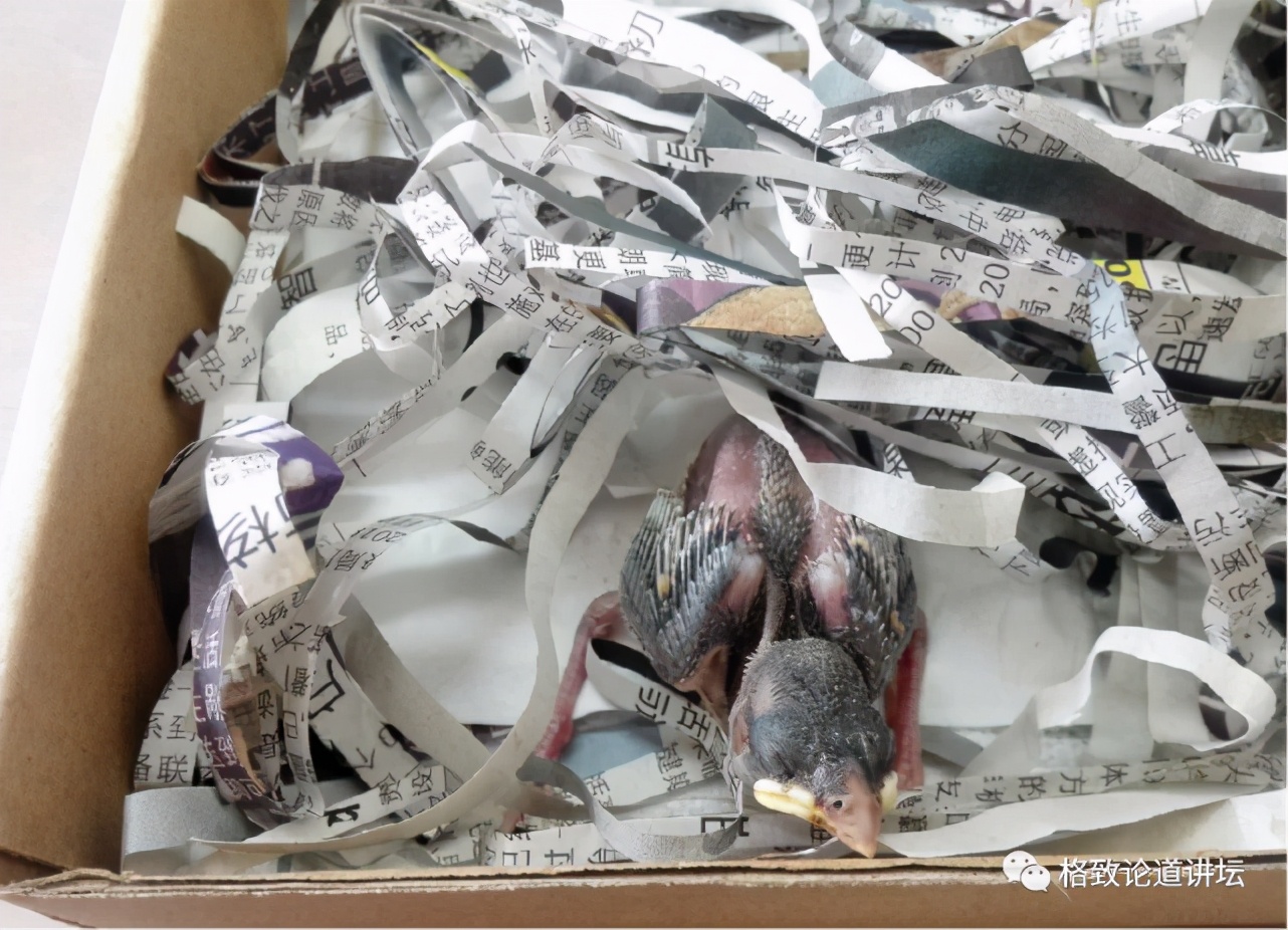 捡到只受伤的鸟怎么办,野外捡到受伤的小鸟