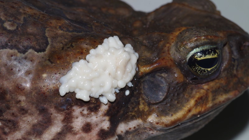 抓1只癞蛤蟆就违法？活着讨厌、死了吓人，为何还受法律保护？