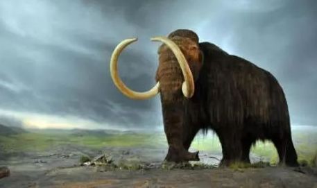 有关猛犸象的信息,猛犸象牙是条纹深的好还是浅的好