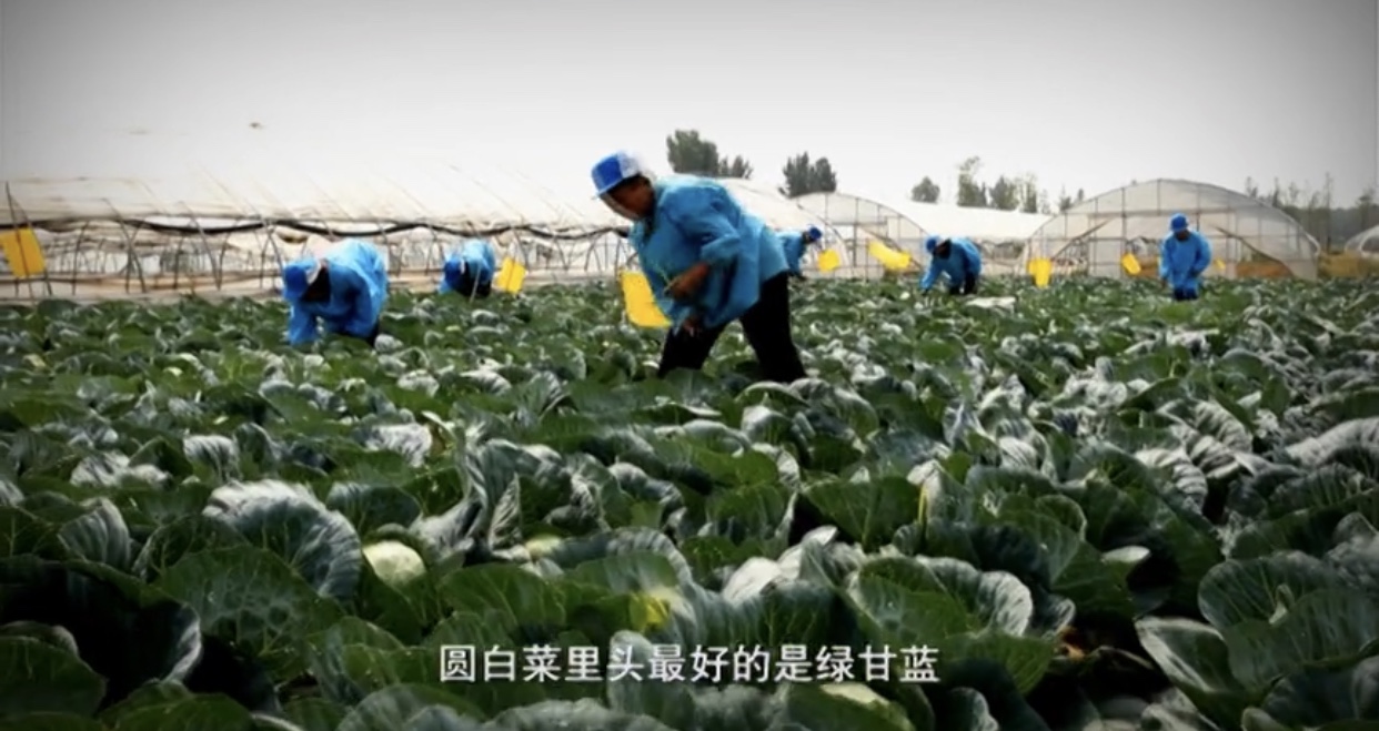 湾仔码头创始人给我们的启示,湾仔码头水饺创始人视频讲解