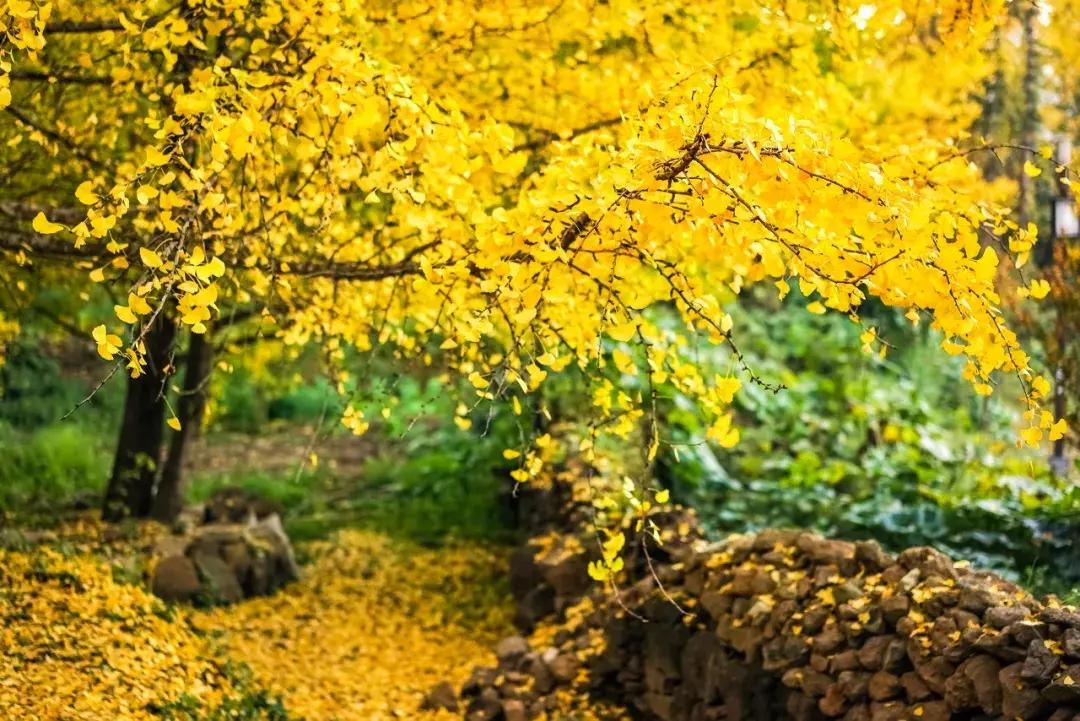 哪怕你去过云南不下10次,秋天的云南都值得你再来一次