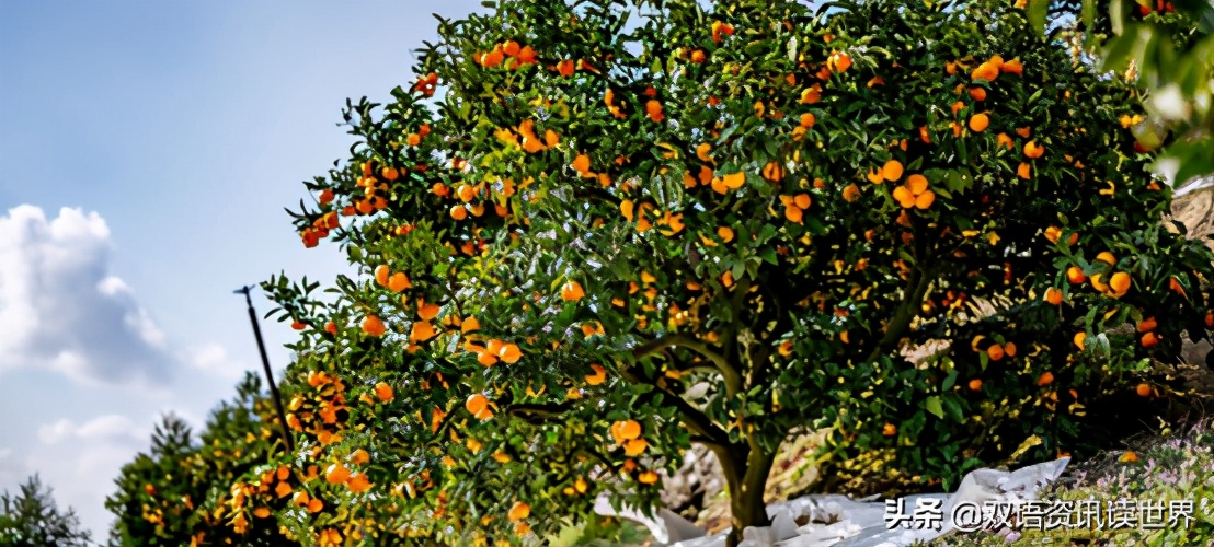 日本一箱桔子多少钱,一箱砂糖橘大约多少钱