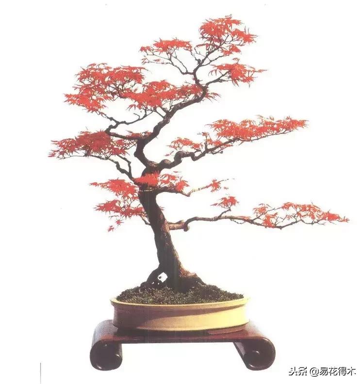 盆景构造及构成,树桩盆景鉴赏技巧