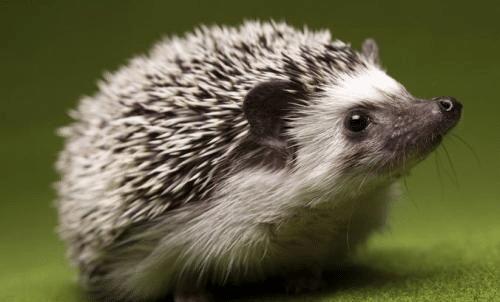 浑身是刺的小刺猬,浑身都是刺的刺猬