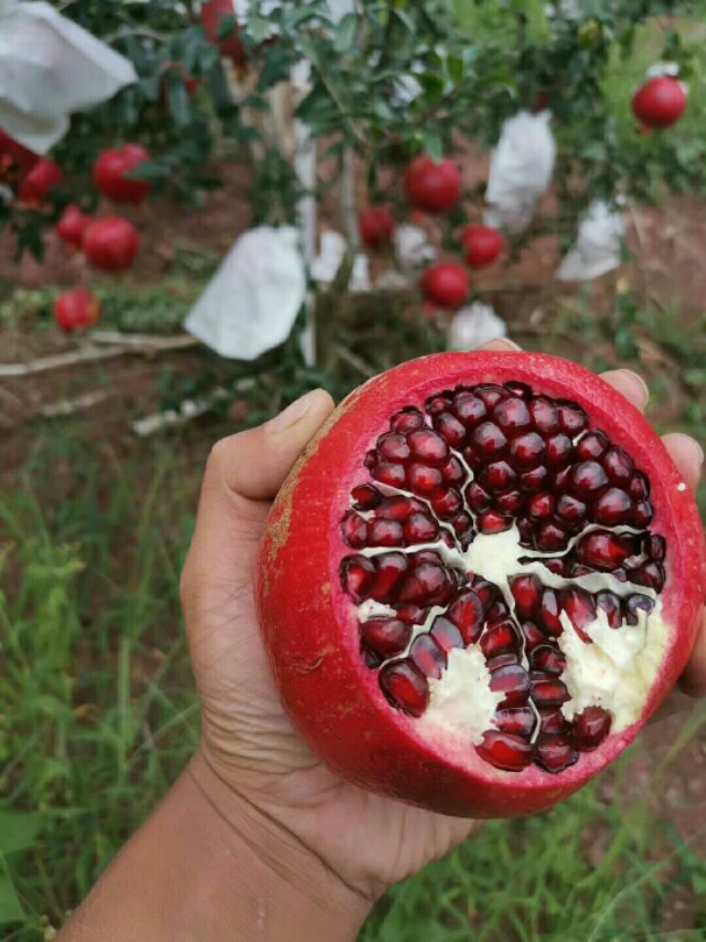突尼斯软籽石榴哪个品种最好,突尼斯石榴与大红袍石榴区别