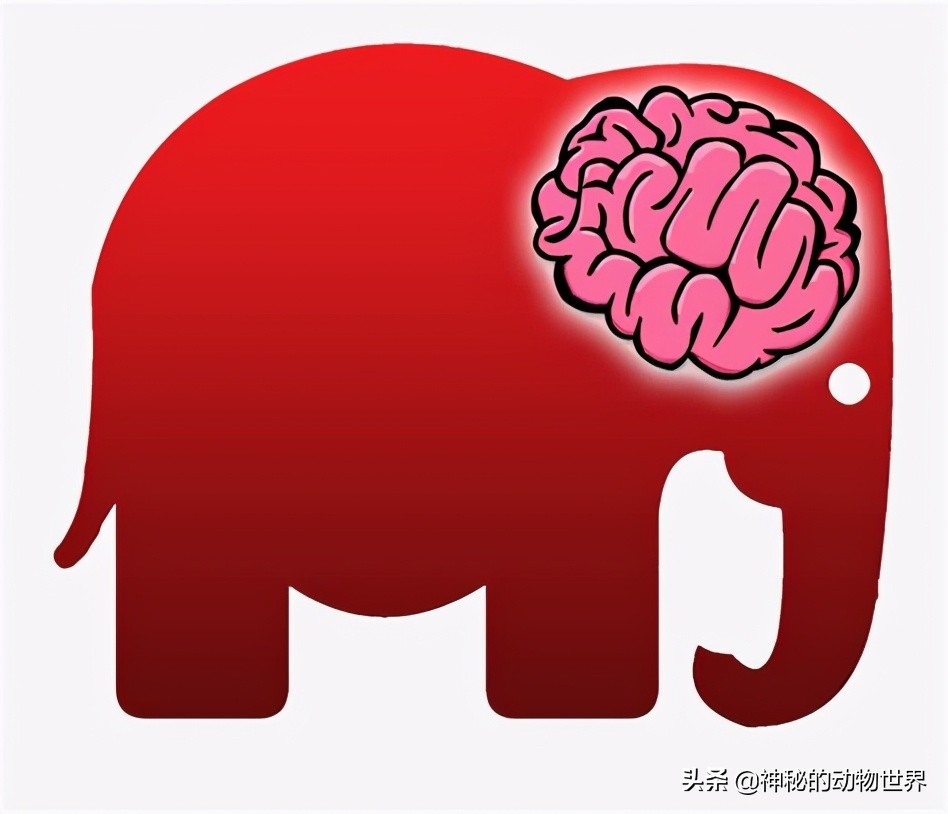 大象究竟有多聪明,大象的智商相当于人类多大