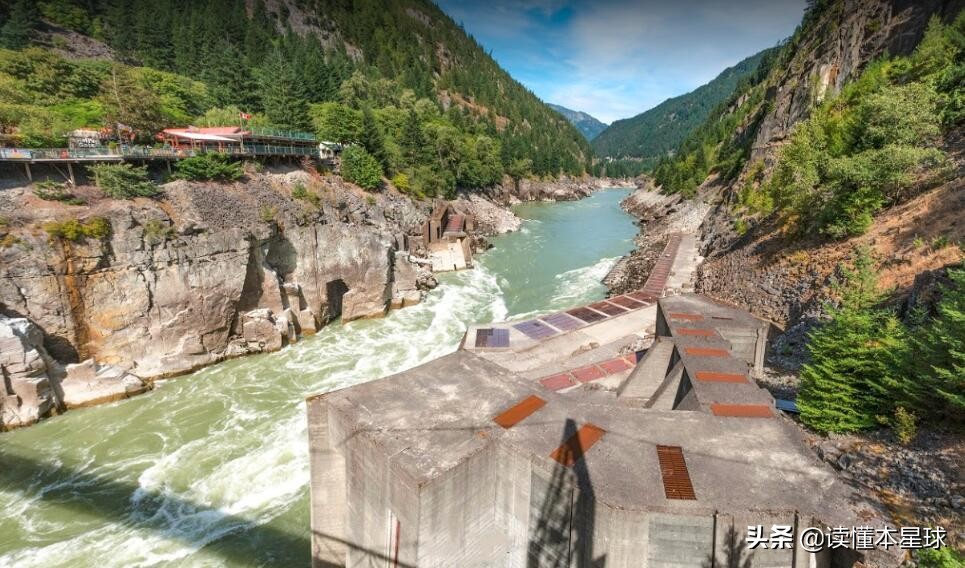 转基因鲑鱼,转基因大西洋鲑鱼