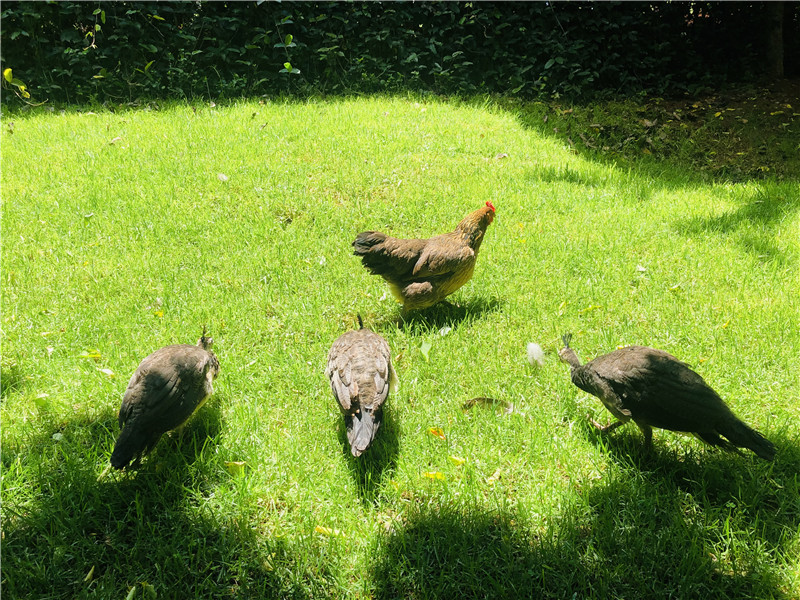 2只老母鸡孵出八只蓝孔雀,云南一高校母鸡孵出孔雀