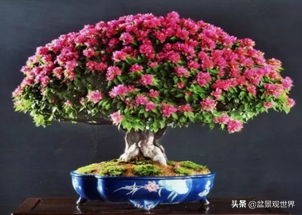 适合做附石盆景都有哪些植物,农村山上有什么植物可以做盆景