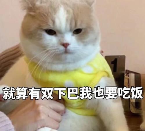 为什么猫吃了异烟肼没事,毒猫粮对猫有什么危害