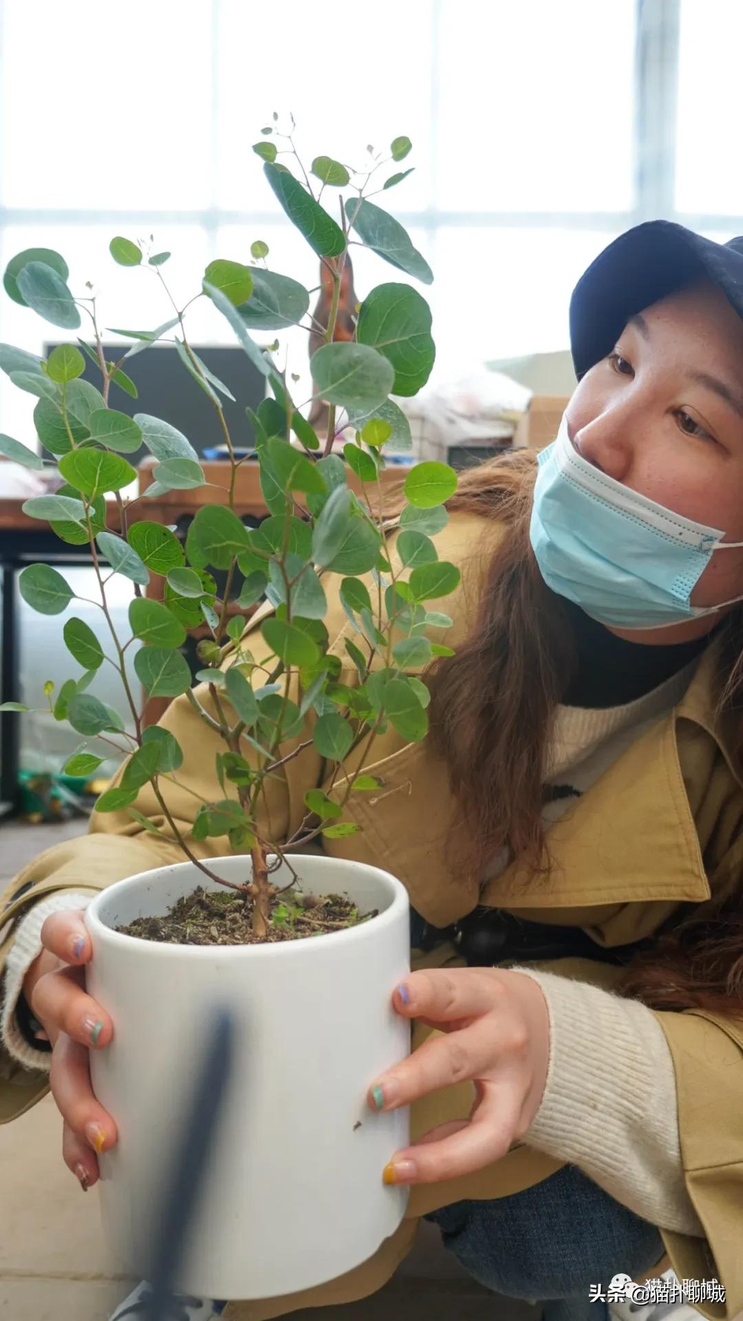 聊城最便宜的花卉批发,聊城附近的花卉市场