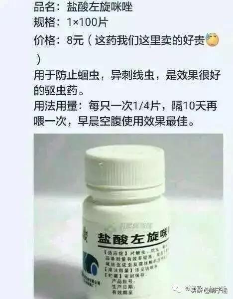 人药治鸽病配方大全,教你巧用人药治鸽子病
