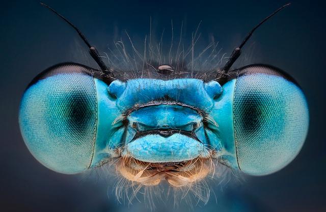 夏天捕捉蜻蜓,夏天捉飞虫
