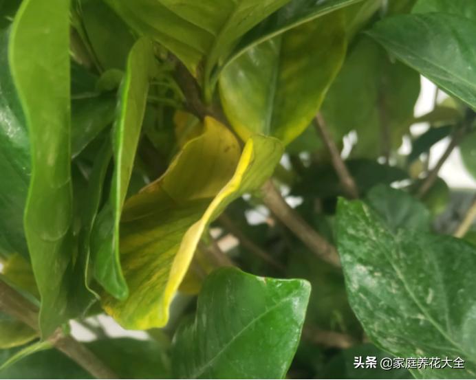 栀子黄叶浇硫酸亚铁多长时间恢复,大叶栀子出现落叶黄叶是怎么回事