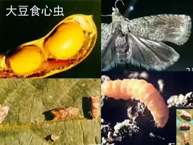 农药杀虫剂种类与作用有哪些,农药杀虫剂别乱选