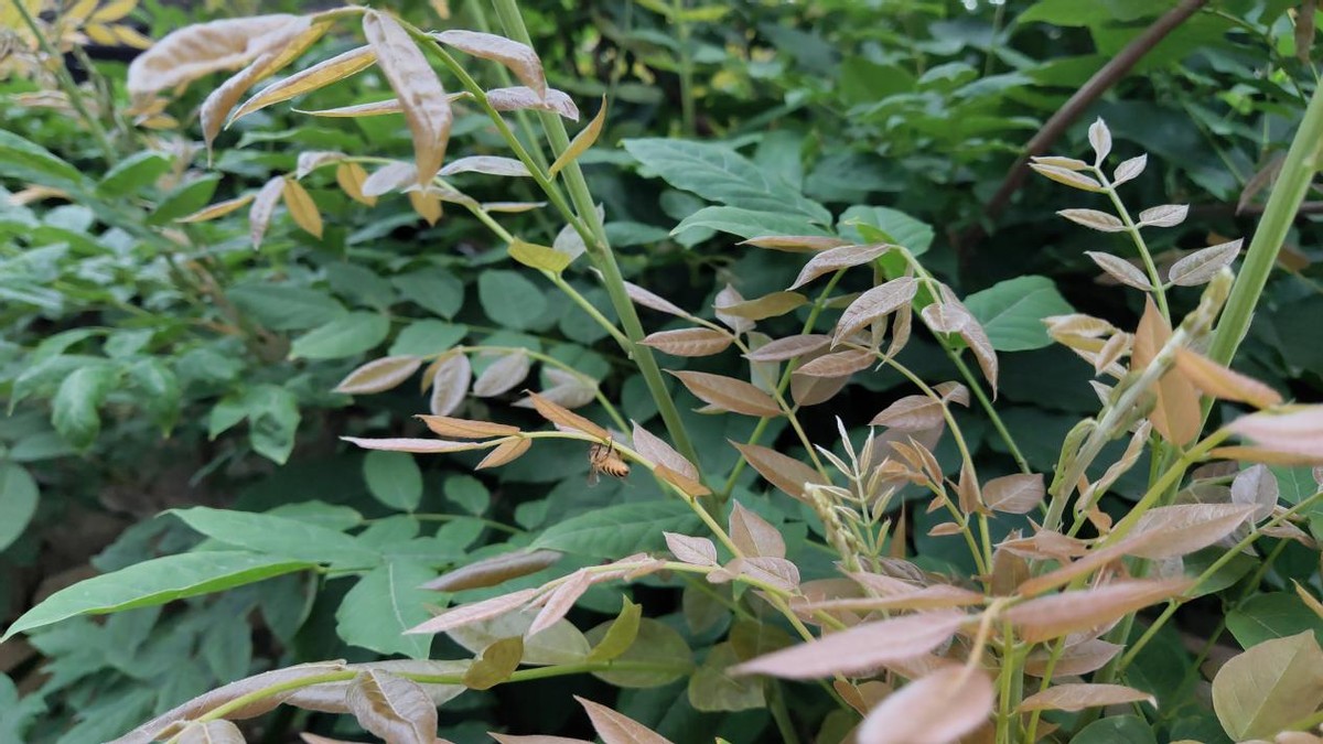 目前蜜蜂养殖中比较普遍的用法,什么蜜源蜜蜂最好养