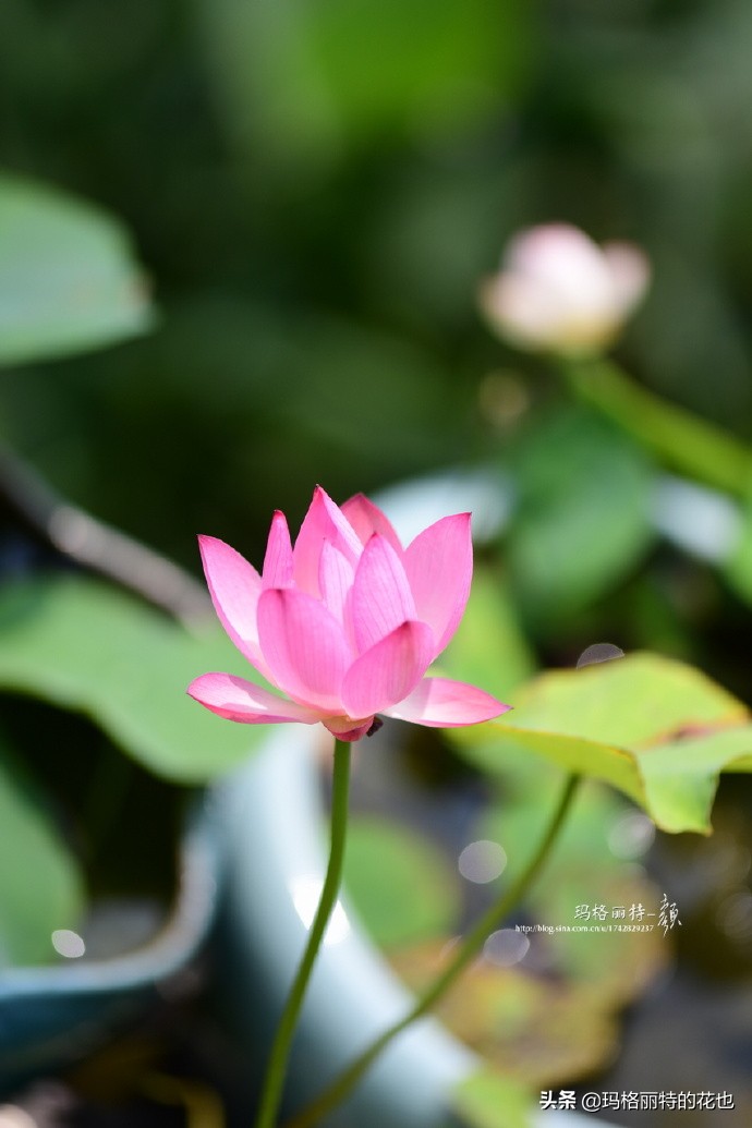 碗莲种子种植步骤及注意事项,碗莲种植方法超简单的快来看看吧