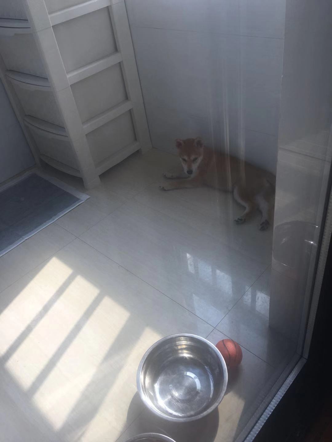 科普宠物常识大全书,科普宠物知识