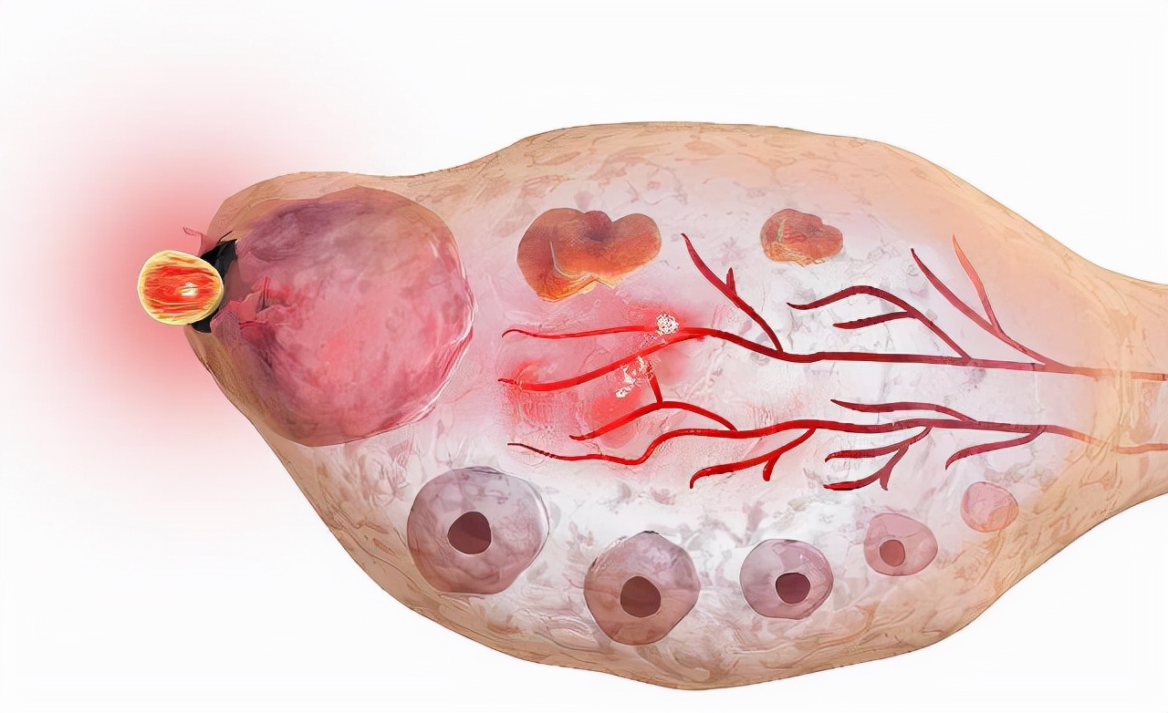 月经干净多久是排卵期容易受孕,月经干净后多少天开始测排卵