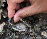 南方的孩儿爱上北方的海