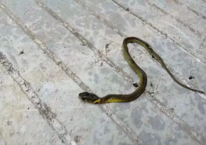 飞机杯被奶奶用来当袜子，这也太惨了吧