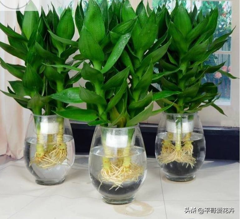 富贵竹黄叶用什么解决,富贵竹总黄叶