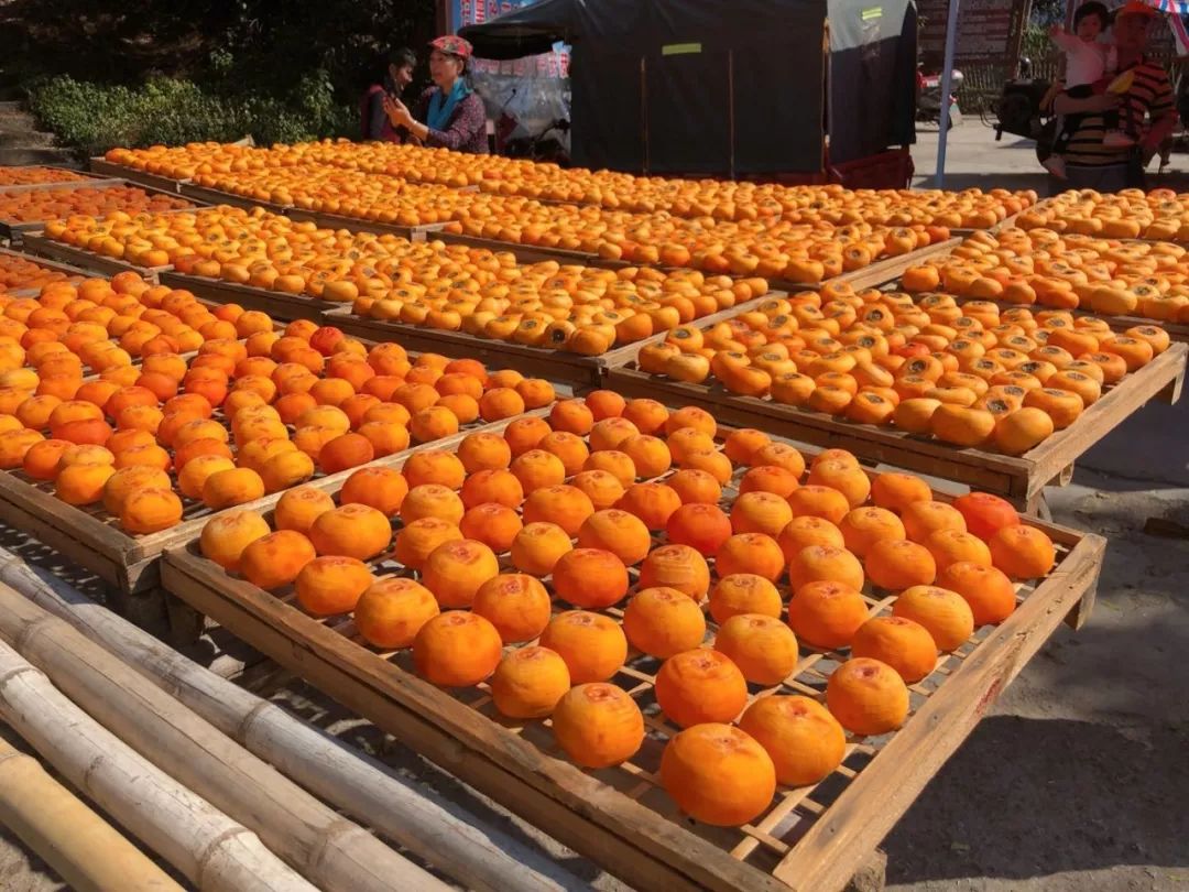 2月份去恭城看柿子,什么时候去恭城看柿子最好