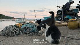 9.1分的大片，揭示了萌宠们的世界