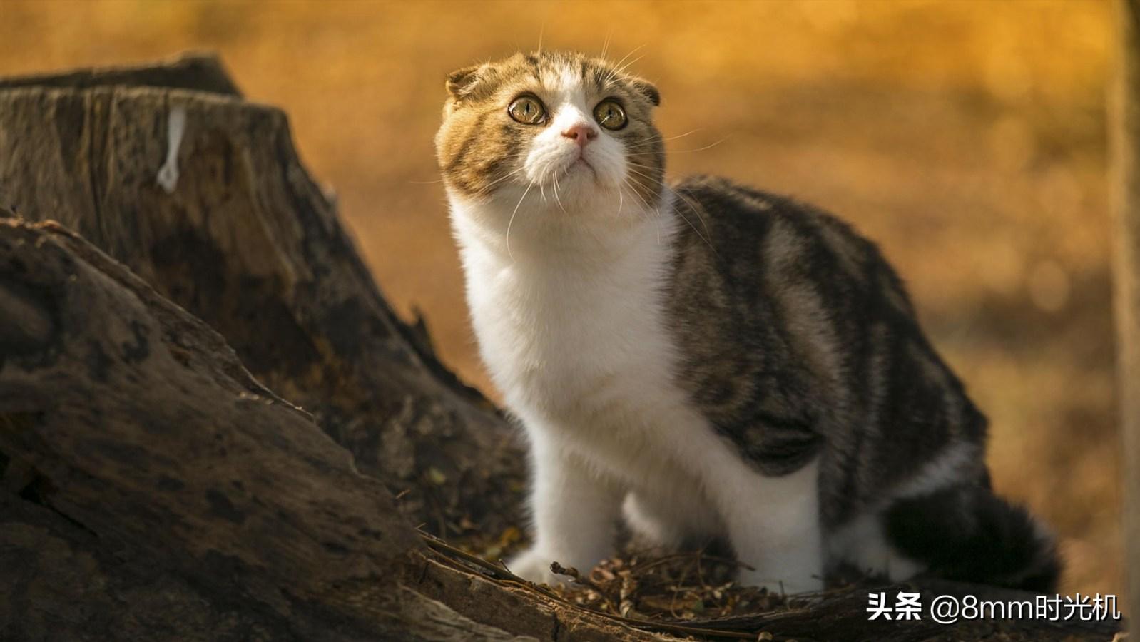 喵星人的品种大全,2018年10大最受欢迎喵星人品种