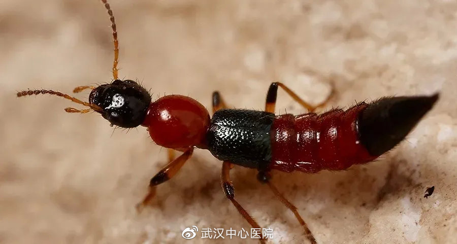 遇到这些虫子千万别拍它,提高警惕遇到这些虫子千万别乱拍